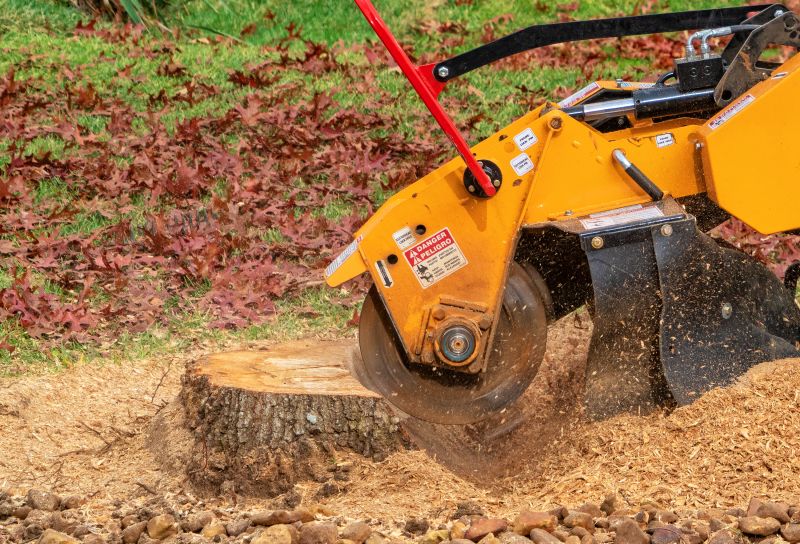 Tree Trunk Removal in Waldorf, MD
