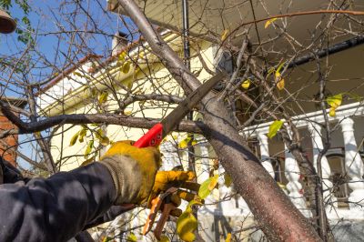 Branches Pruning in San Jose, CA