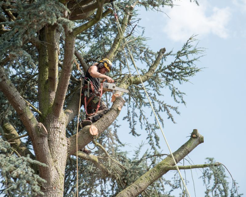 Tree And Shrub Maintenance