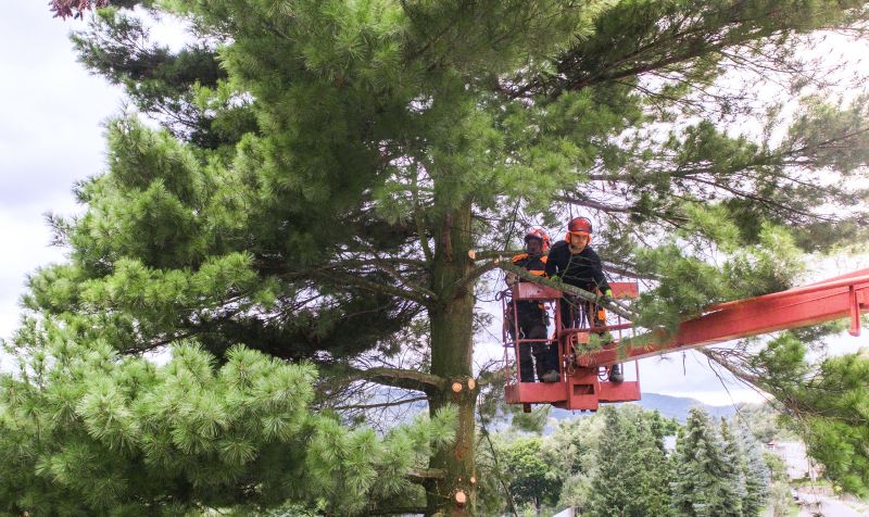 Tree And Shrub Maintenance