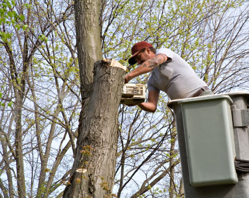 Tree Shaping Service