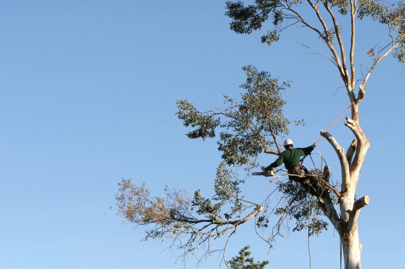 Tree Shearing