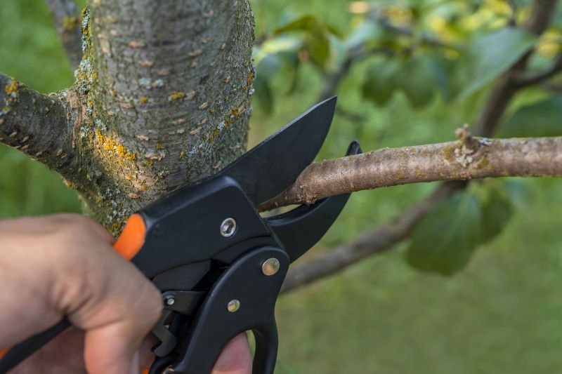 Cypress Tree Removal in Pottstown, PA