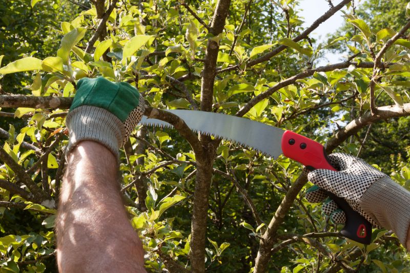 Elm Tree Removal in San Jose, CA