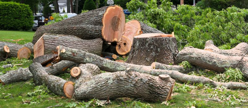 Fallen Tree Removal in Bucks County, PA