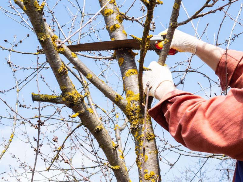 Tree And Shrub Maintenance detail