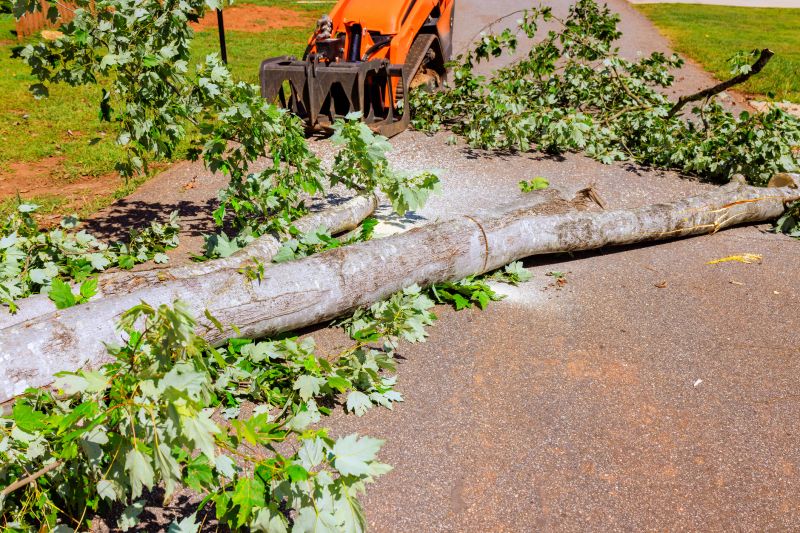 Palm Tree Removal in Doylestown, PA