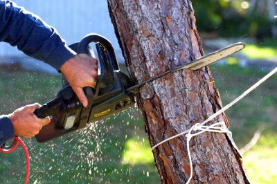 Residential Tree Service in Bucks County, PA