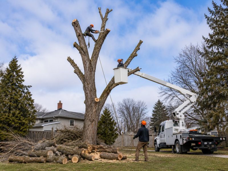 Spruce Tree Removal in Pottstown, PA