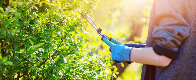 Tree And Shrub Maintenance