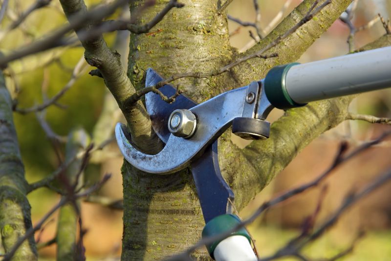 Tree Branch Cutting in Allentown, PA