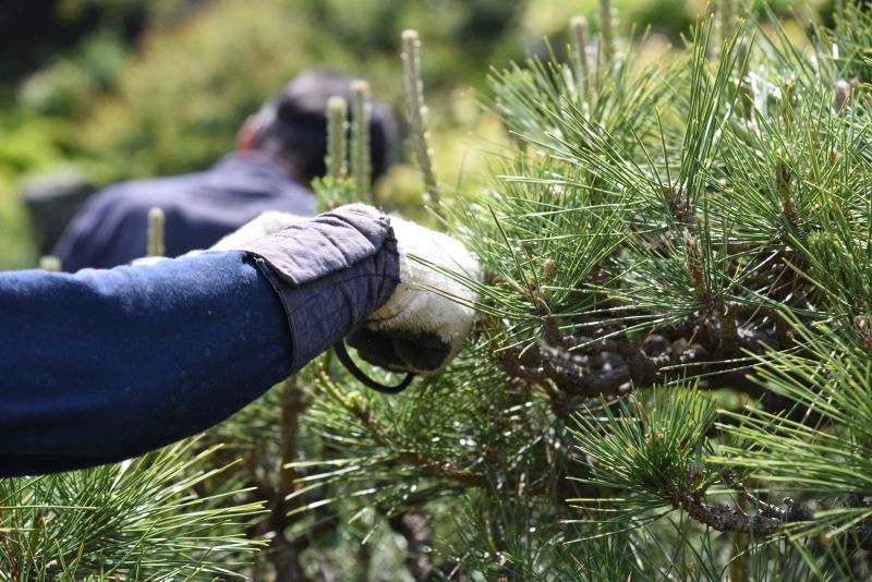Tree Pruning in San Jose, CA
